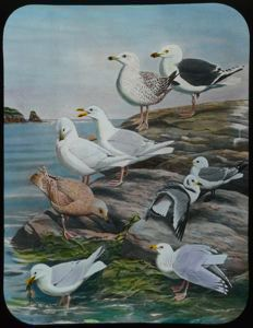 Image: Great Black-Backed Gull, Glaucous Gull, Kittiwake, Kumlien's Gull, Iceland Gull